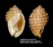 Galeodea echinophora (9)